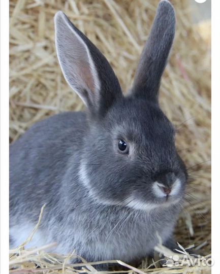 Продам кроликов