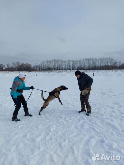 Дрессировка собак, кинолог