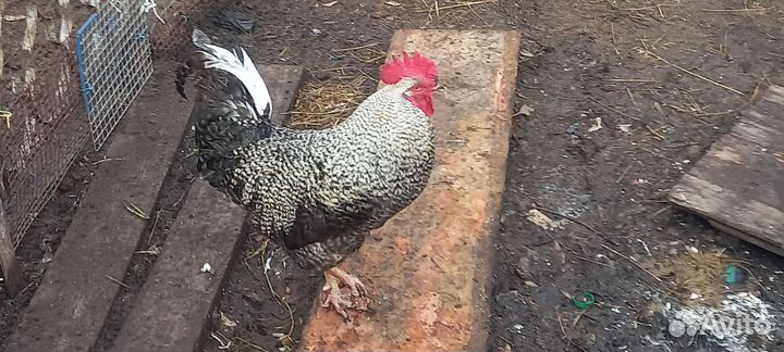 Петушки доминант и кучинская юбилейная