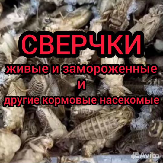 Сверчки домовые живые и замороженные