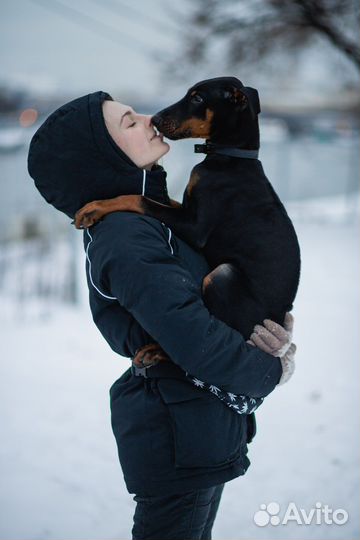 Кинолог, дрессировка собак, передержка