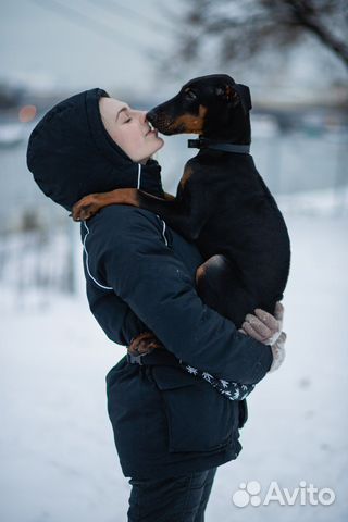 Кинолог, дрессировка собак, передержка