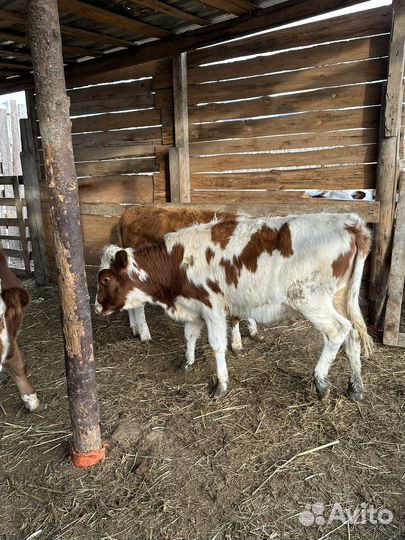 Телка обмен на бычка