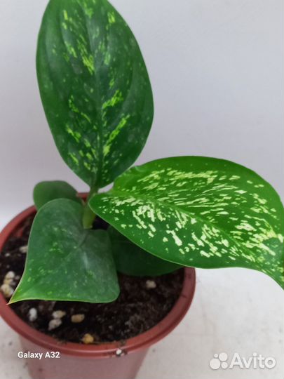 Дифенбахия вами этна