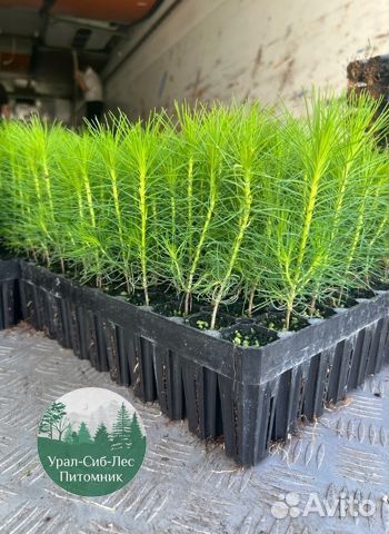 Зкс Сосна сеянцы Ели Лиственницы окс Голуб Горная