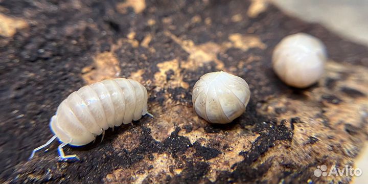 Мокрицы (isopod)