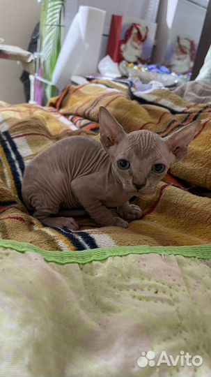 Канадский сфинкс котенок