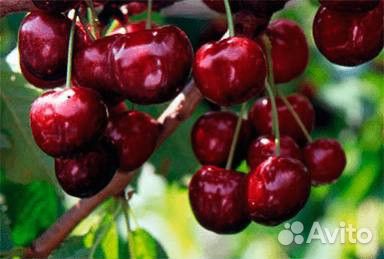 Саженцы черешни всл-2