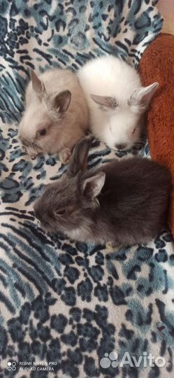 Декоративные карликовые кролики