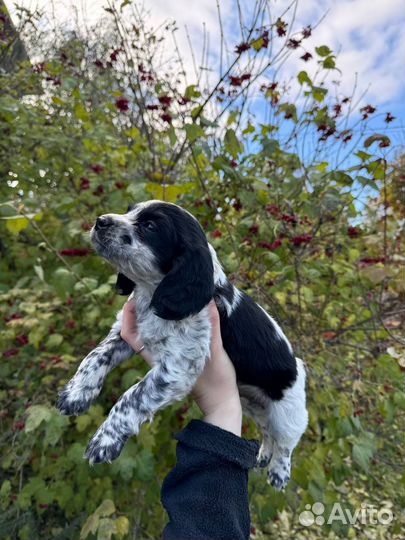 Русский спаниель