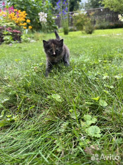 Пшистые котята