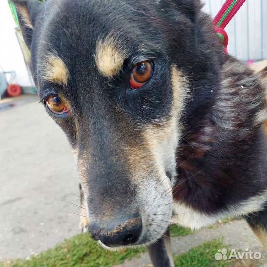 Собака в добрые руки