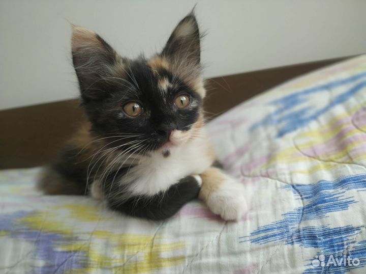 Трехцветный котенок