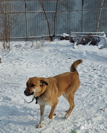 Собака-охранница