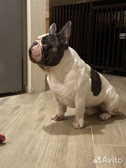 Кобель для вязки