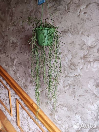 Хойя линеарис