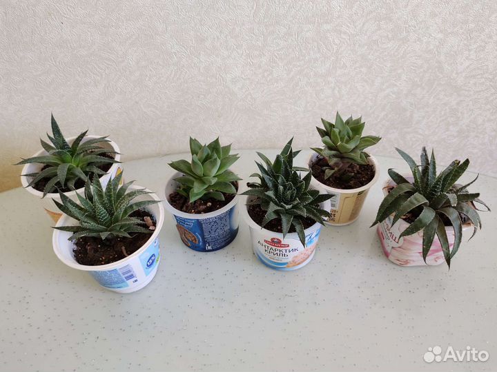 Суккуленты