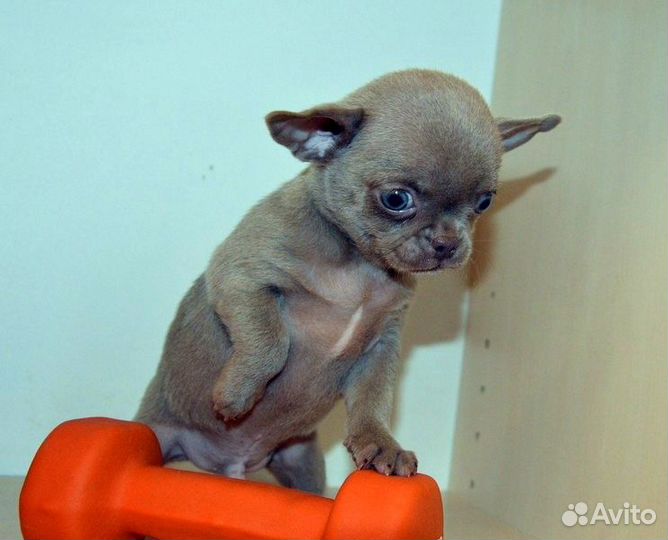 Чихуахуа лиловые и лилово-подпалый мальчики