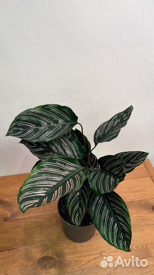 Калатея орната сандериана