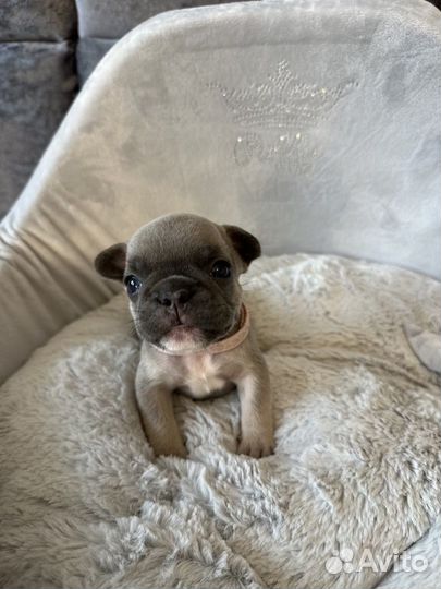 Французский бульдог голубой подпал, соболь девочка