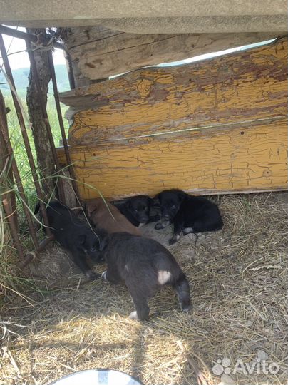 Австралийский келпи помеси