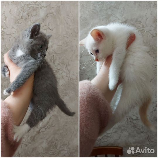 Два котёнка мальчики отдам