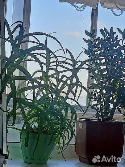 Алоэ лечебный