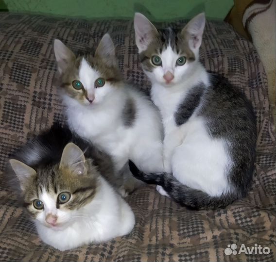 Счастье в дом