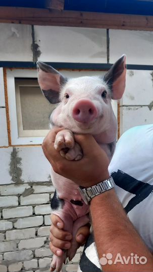 Поросята пьетрен