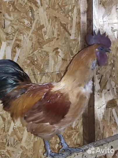 Инкубационное яйцо породистых кур