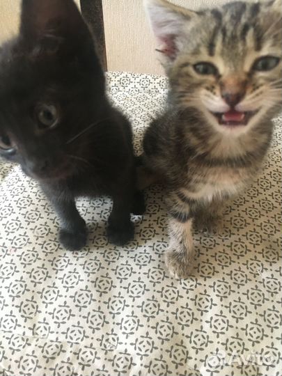 Котята в добрые руки мальчики