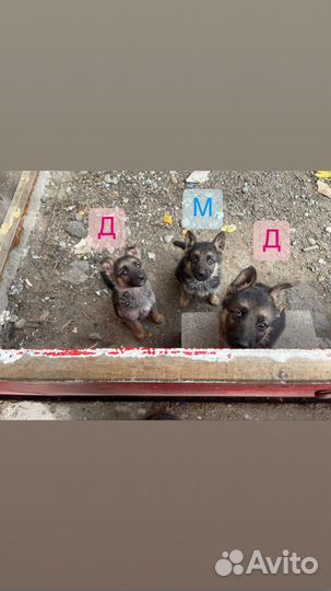 Щенки немецкой овчарки