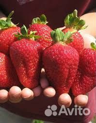 Рассада клубники элитная