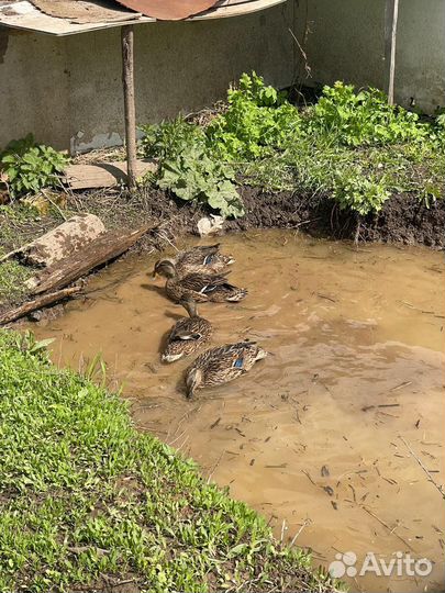 Подсадные утки