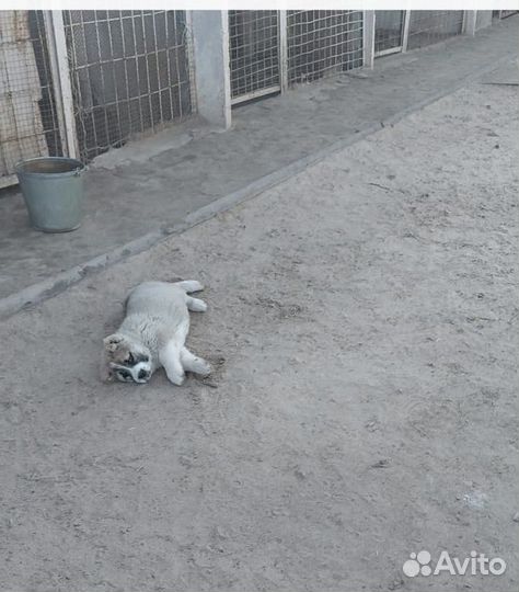 Щенки сао алабай