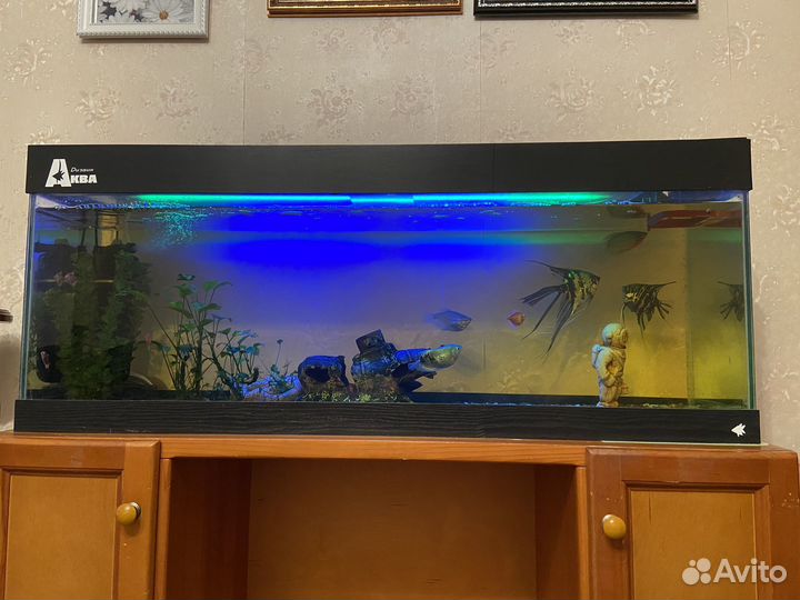 Аквариум