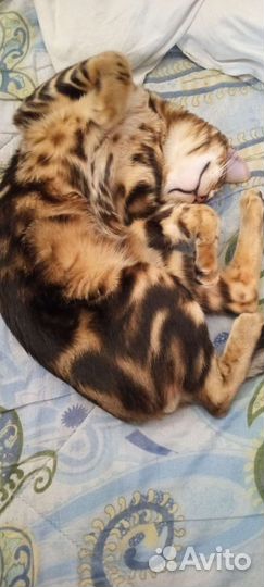 Бенгальский кот бесплатно