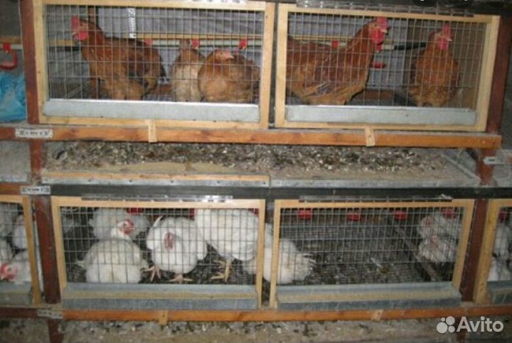 Продаются клетки для кур, кроликов