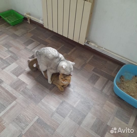 Темпераментный серебристый жених