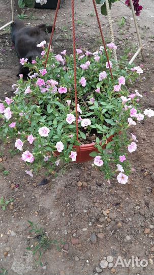 Цветы уличные