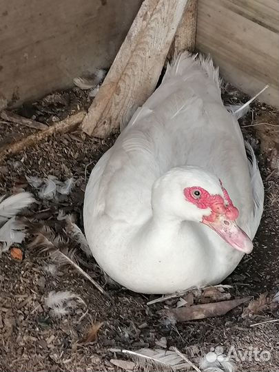 Индоутка мускусная утка
