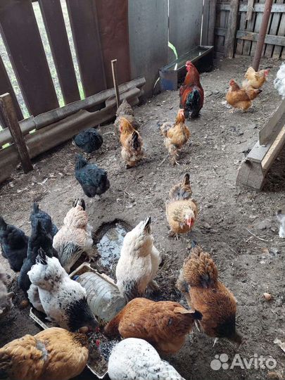 Цыплята брама