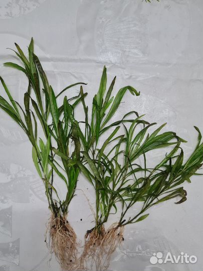 Аквариумные растения прополка