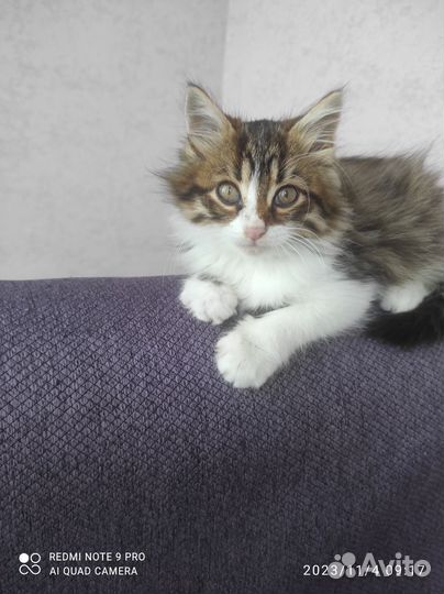 Котенок
