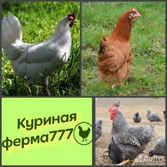 Молодые куры несушки яичных кроссов