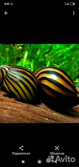 Улитки Неретин