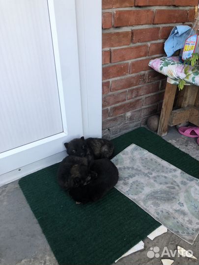 Маленькая собака