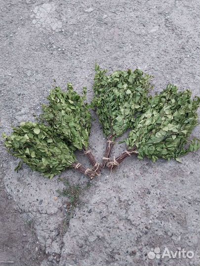 Веники дубовые