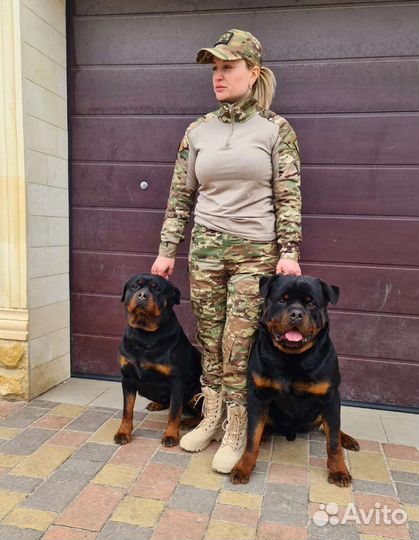 Щенки ротвейлера