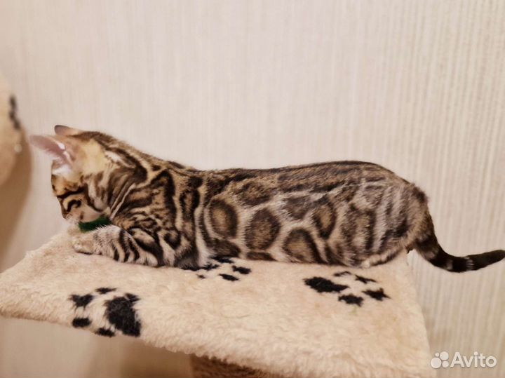 Бенгальские котята